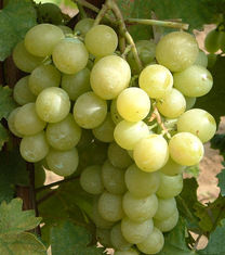 Itális csemegeszőlő