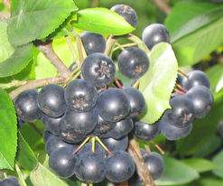 Aronia, Fekete berkenye fekete berkenye