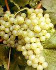 Fehér Chasselas szőlő