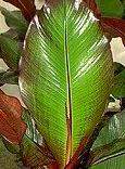 Ensete ventricosum levél