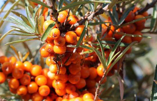 Homoktövis gyümölcs hatóanyagok Hippophae rhamnoides