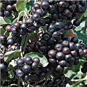 Fekete berkenye Aronia melanocarpa