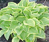 Hosta Golden Tiara