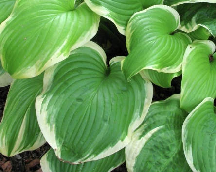 Hosta Fregrant Bouquet 