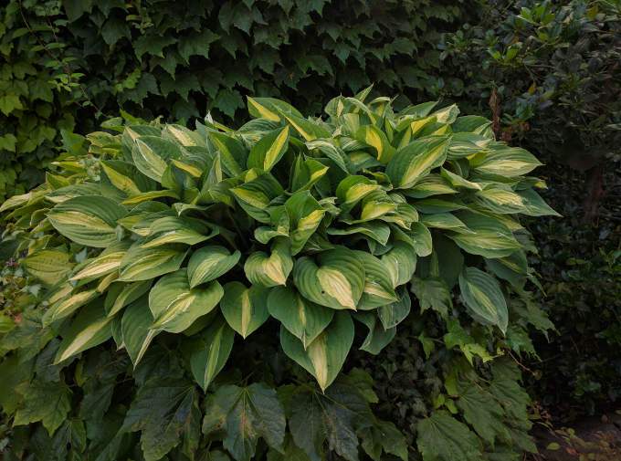 hosta, árnyékliliom 