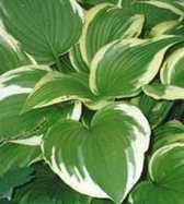 Hosta Antioch