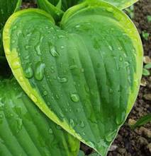 Hosta fortunei Aureomarginata