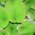 Hosta Fragrant Bouquet