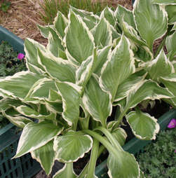 Hosta Francee