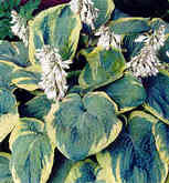 Hosta Frances Williams