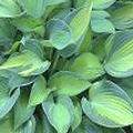 Hosta June