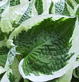 Hosta Patriot