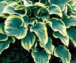 Hosta Sagae