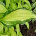 Hosta great Expectations