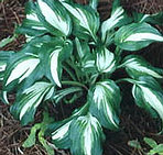 Hosta undulata mediovariegata