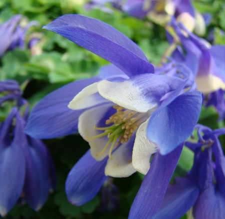 Harangláb, Aquilegia flabellata Ministar, Harangláb hibrid