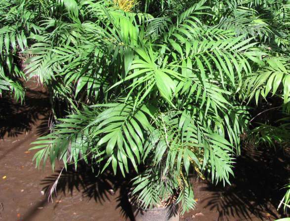 Bambuszpálma, Chamaedorea elegans
