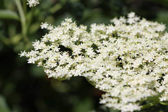 Bodza, Fekete Bodza, Sambucus nigra