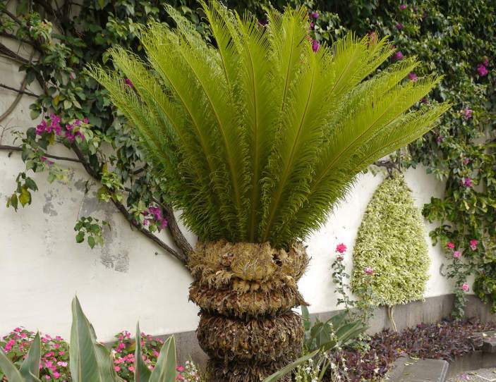 Cycas pálma