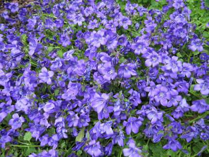 Dalmár harandvirág, Campanula portenschlagiana