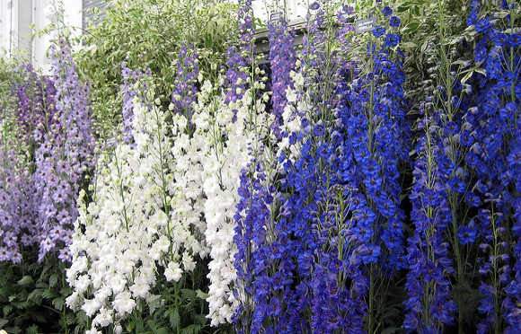 Szarkaláb Delphinium