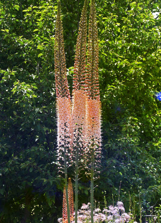 Korbácsliliom Eremurus