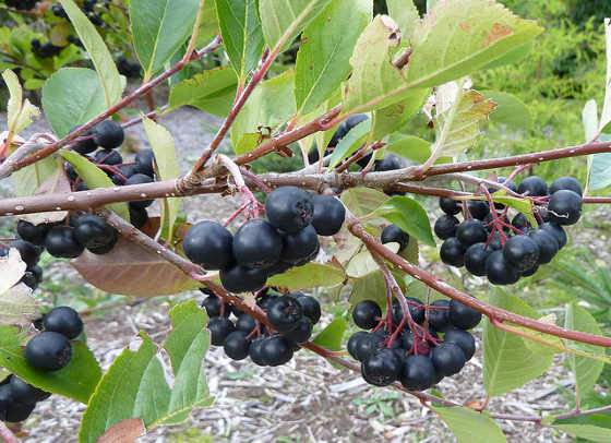 Fekete berkenye Aronia melanocarpa