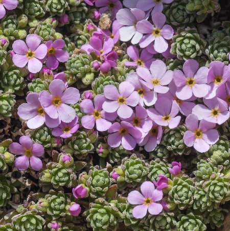 Gombafű, Androsace alpina