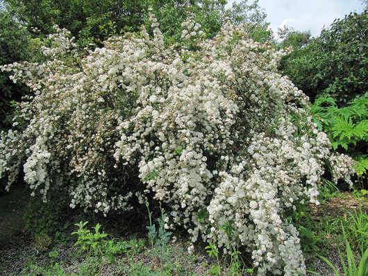 Kerti gyöngyvessző Spiraea x vanhouttei sövény cserje