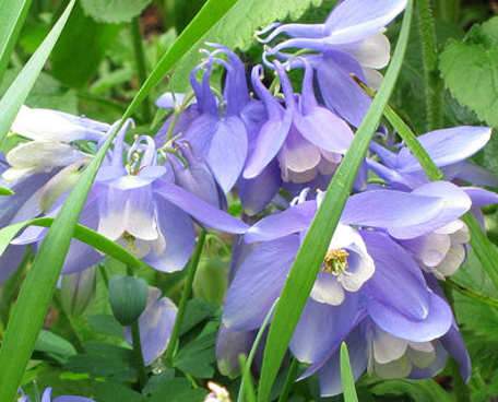 Harangláb, Aquilegia flabellata