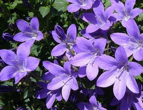 Harangvirág, Campanula