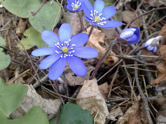 Májvirág Hepatica nobilis