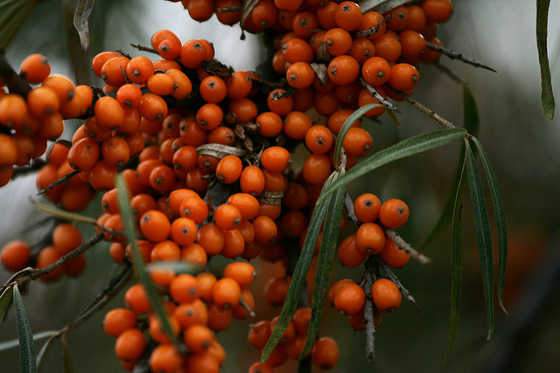 Homoktövis, Hippophae rhamnoides