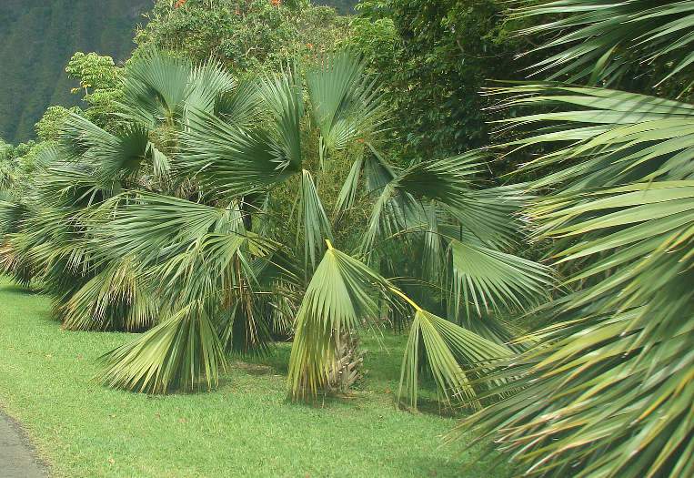 Káposzta pálma, Sabal palmetto