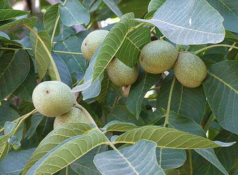 Közönséges dió Juglans regia