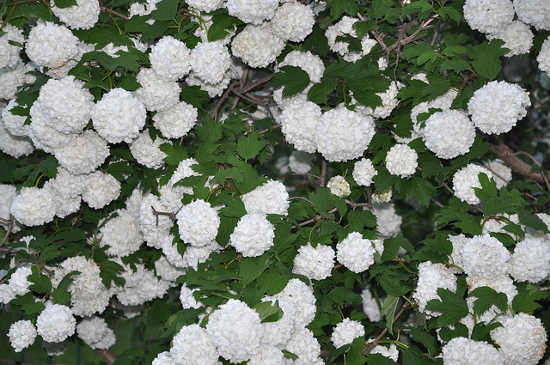 Labdarózsa Viburnum opulus Roseum