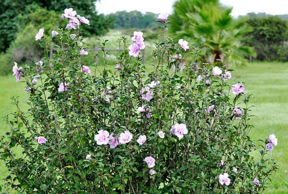 Mályvacserje Hibiscus syriacus