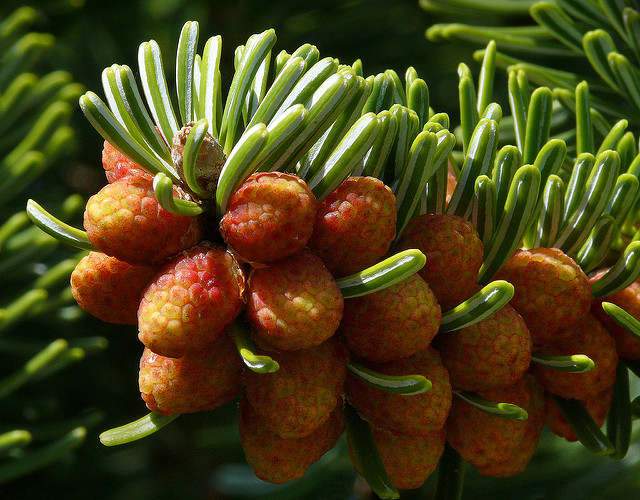 Normand jegenyefenyő, Abies nordmanniana