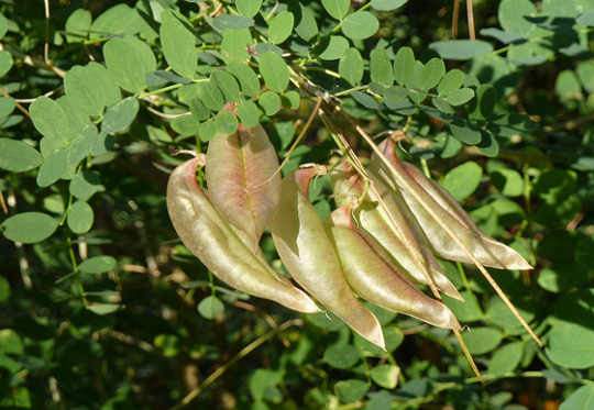 Pukkanó dudafürt termések Colutea arborescens