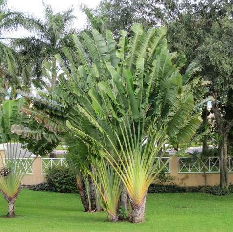 Utazók pálmája, Ravenala madagascariensis