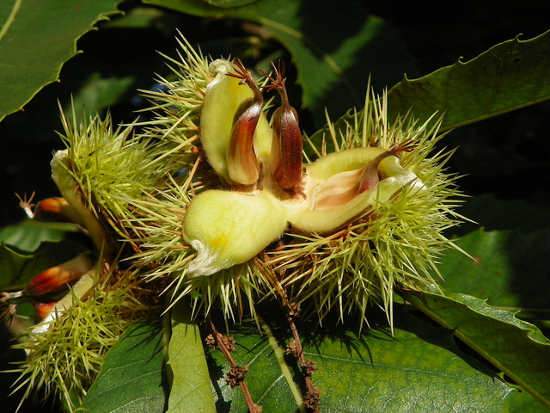 Szelídgesztenye fa, Castanea sativa