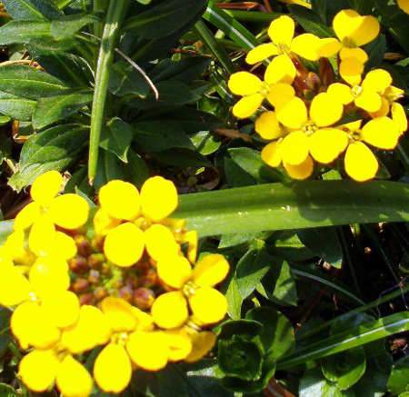 Hegyi ternye, Alyssum montanum