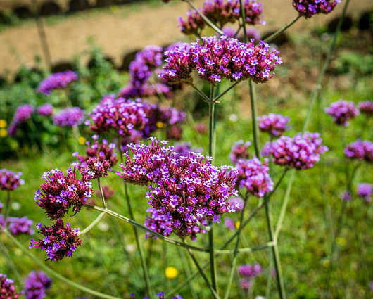 Óriási vasfű Verbena bonariensis