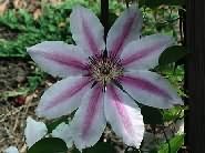 Clematis Virág