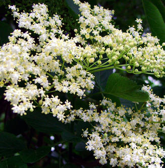 Fekete bodza Sambucus nigra