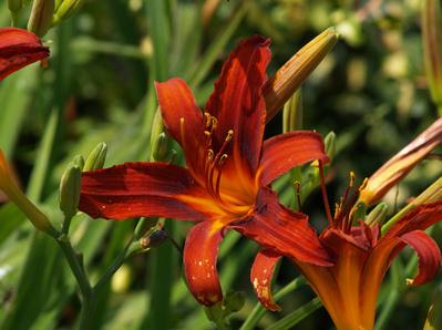 Hemerocallis Matador sásliliom