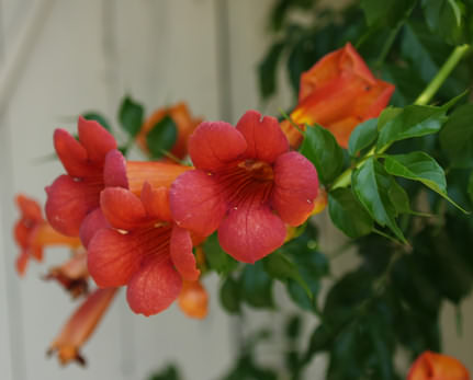 Trombitafolyondár, Campsis radicans 