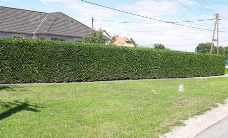 Fagyal, Ligustrum ovalifolium, Fagyal sövény