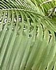 Beccariophoenix Madagascariensis