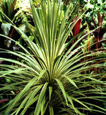 Cordyline australis